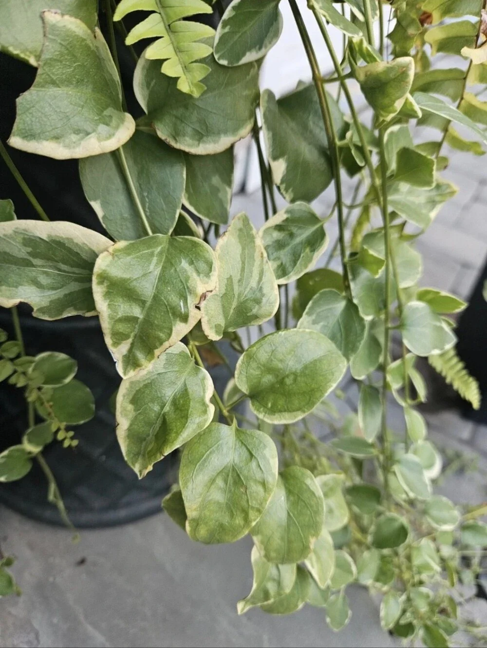 Variegated Green Hanging Plant Cuttings